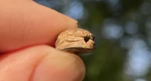 1570-1075 Egyptian Scarab suspension hole in beetle mouth