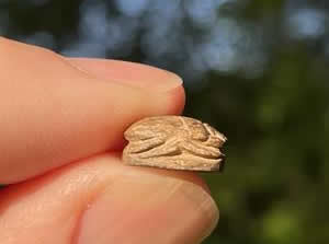 1570-1075 Egyptian Scarab side view showing beetle's legs and wings