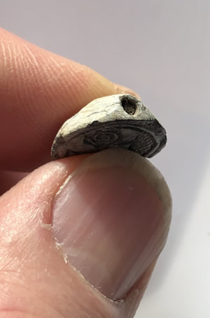 1570-1075 BC Egyptian Scaraboid with Lotus Flowers