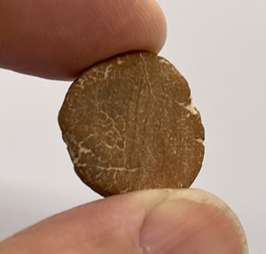 50 BC Clay Bulla showing markings on reverse side of Papyrus Reeds from the papyri the bulla sealed