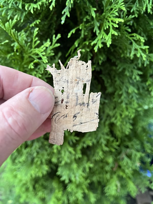 Papyrus from the general time the New Testament was being written and similar to what the NT letters were written on.