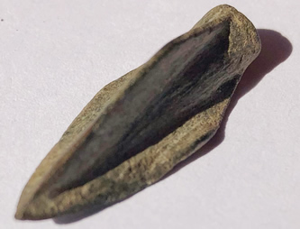 Persian Arrowhead