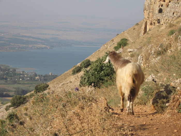 Goat on Arbel by Sea of Galilee
