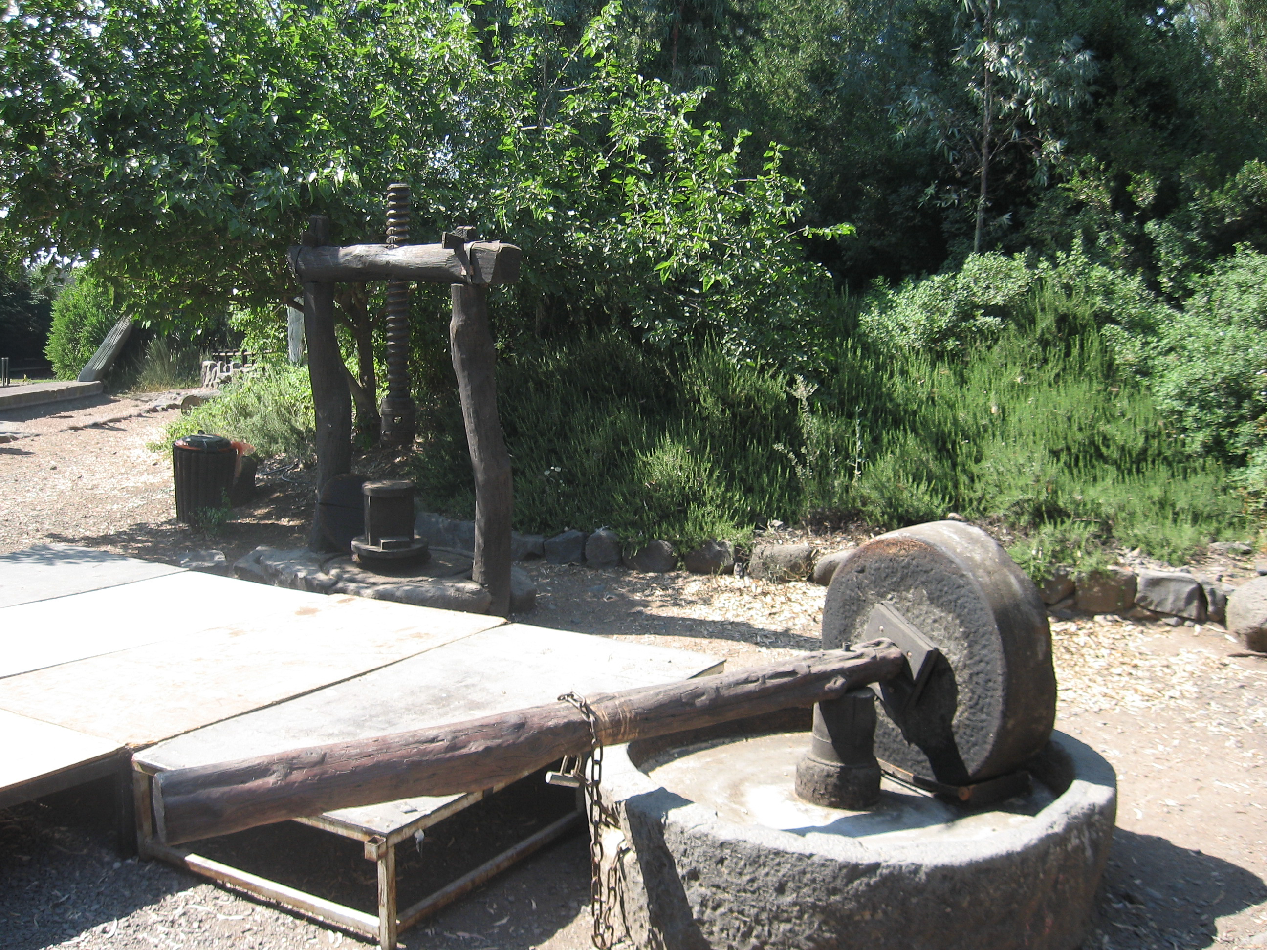 Oliver Grinder at Qatsrin (Katzrin)