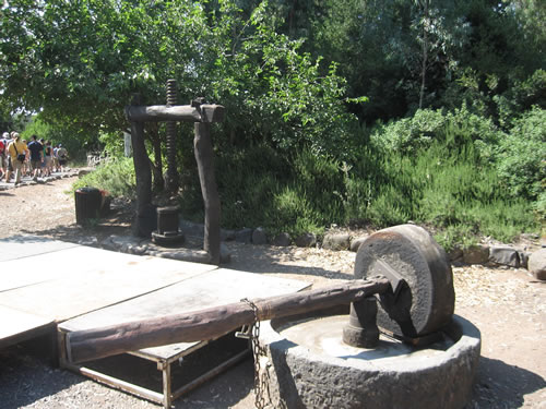 Olive Grinder to make olive oil